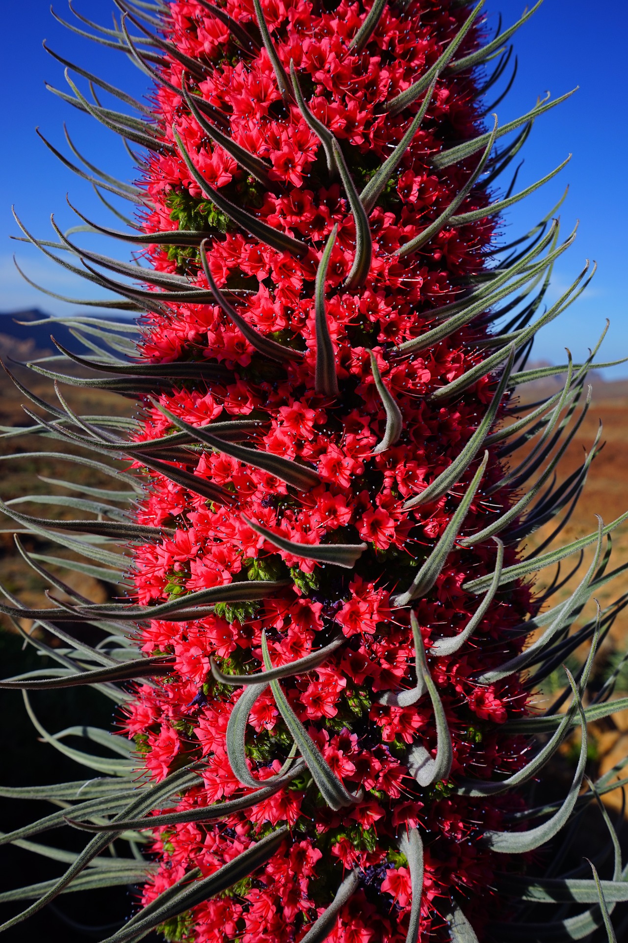 Tajinaste Rosso, il fiore di Tenerife